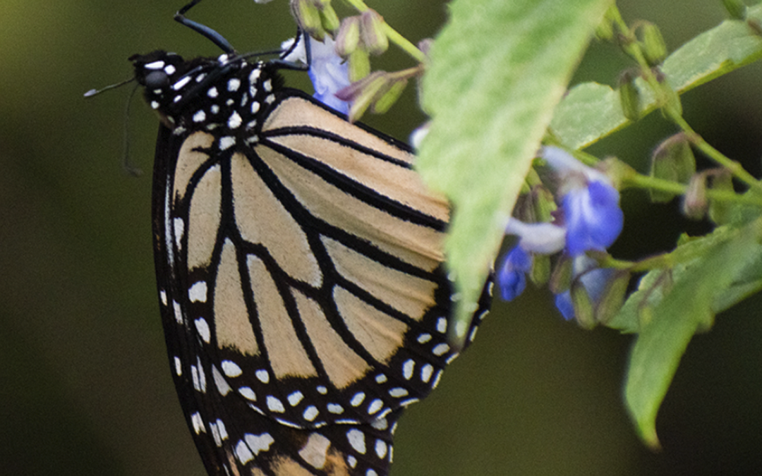 MONARCH BUTTERFLIES